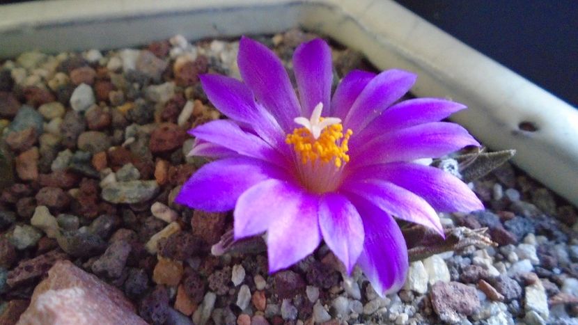 Ariocarpus agavoides 2 - Cactusi 2020 final de an