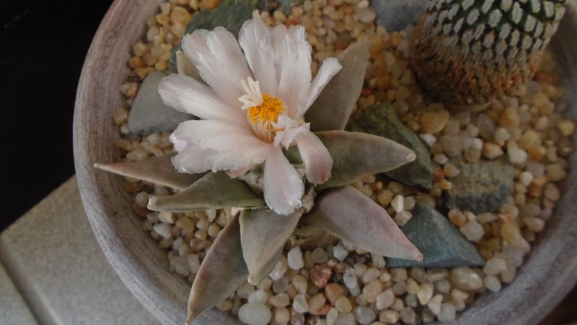 Ariocarpus retusus - Cactusi 2020 final de an