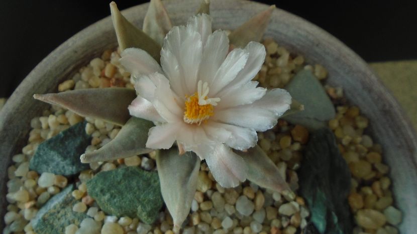 Ariocarpus retusus - Cactusi 2020 final de an