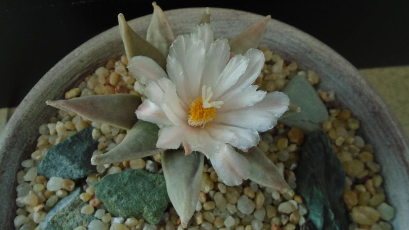 Ariocarpus retusus - Cactusi 2020 final de an