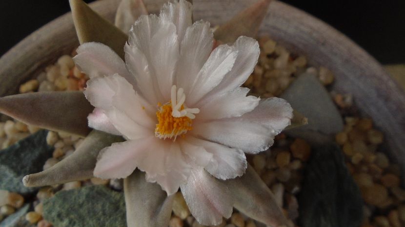 Ariocarpus retusus - Cactusi 2020 final de an