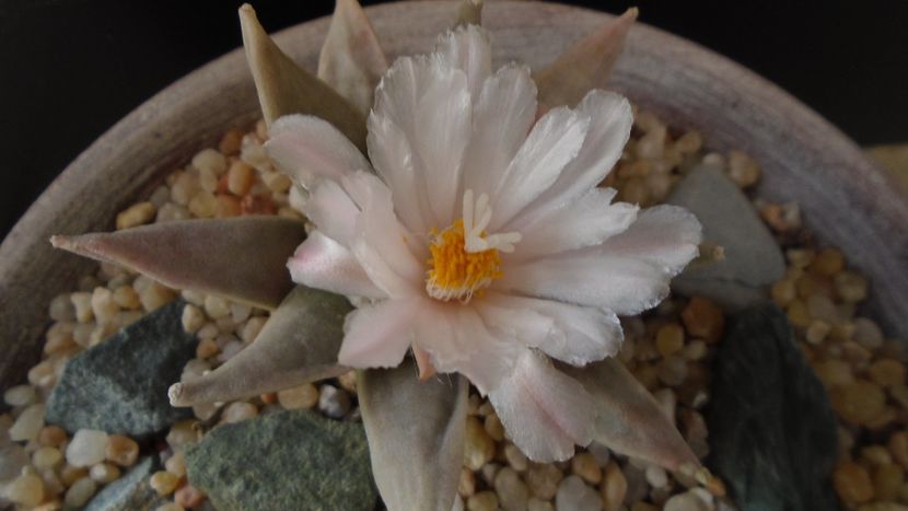 Ariocarpus retusus - Cactusi 2020 final de an