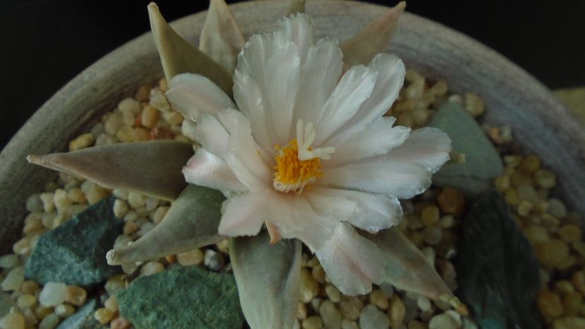 Ariocarpus retusus - Cactusi 2020 final de an