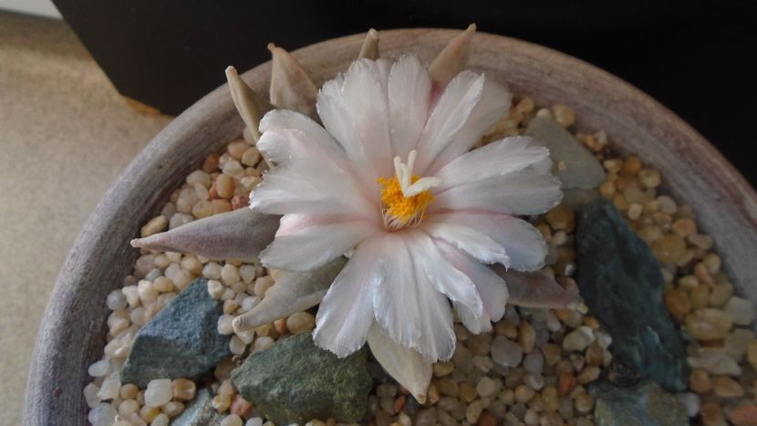 Ariocarpus retusus - Cactusi 2020 final de an