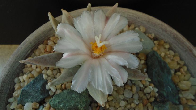 Ariocarpus retusus - Cactusi 2020 final de an