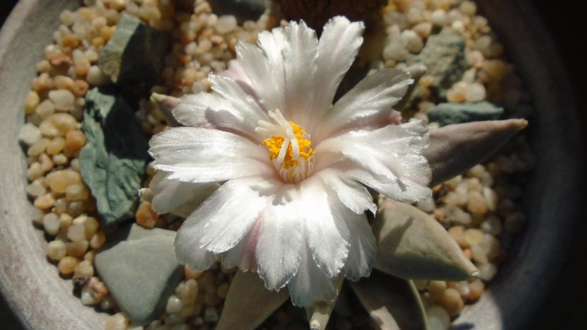 Ariocarpus retusus - Cactusi 2020 final de an