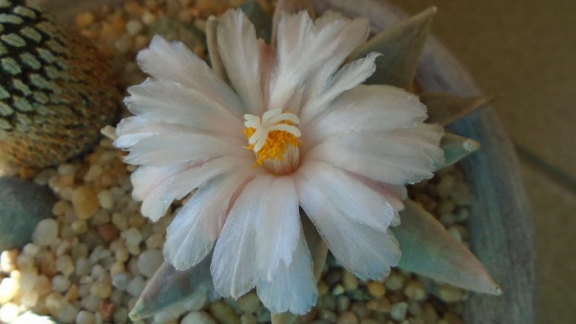 Ariocarpus retusus - Cactusi 2020 final de an