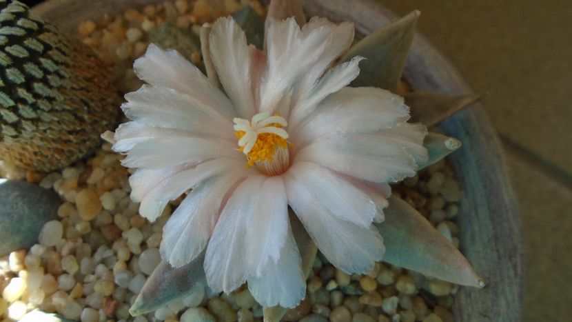 Ariocarpus retusus - Cactusi 2020 final de an