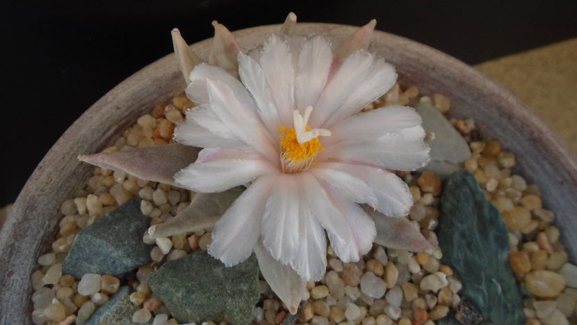 Ariocarpus retusus - Cactusi 2020 final de an
