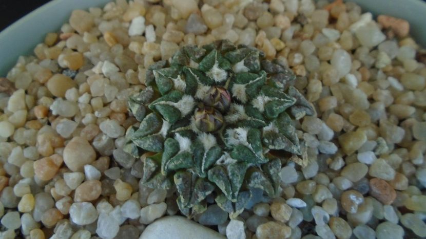 Ariocarpus kotschoubeyanus v. macdowellii - Cactusi 2020 final de an