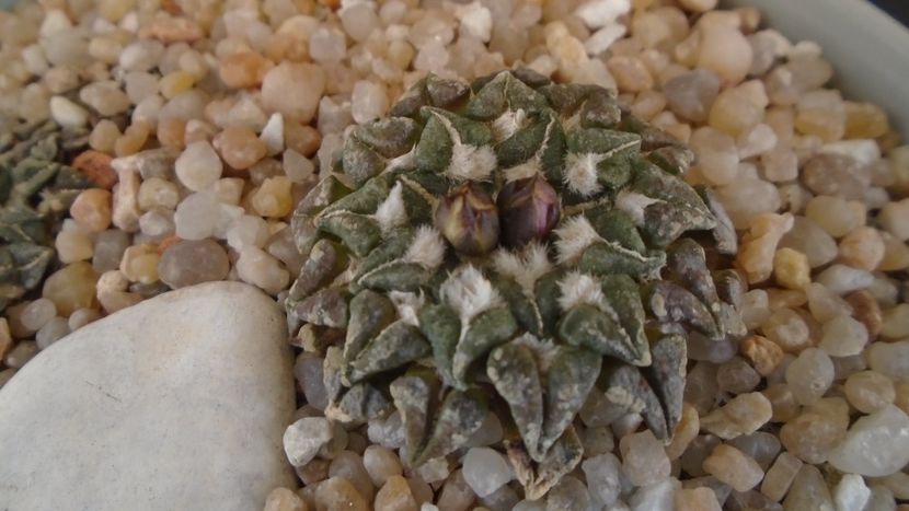 Ariocarpus kotschoubeyanus v. macdowellii - Cactusi 2020 final de an