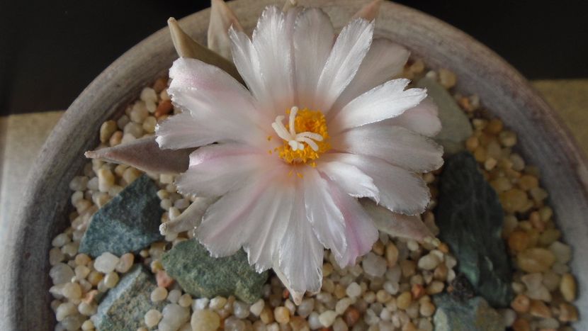 Ariocarpus retusus - Cactusi 2020 final de an