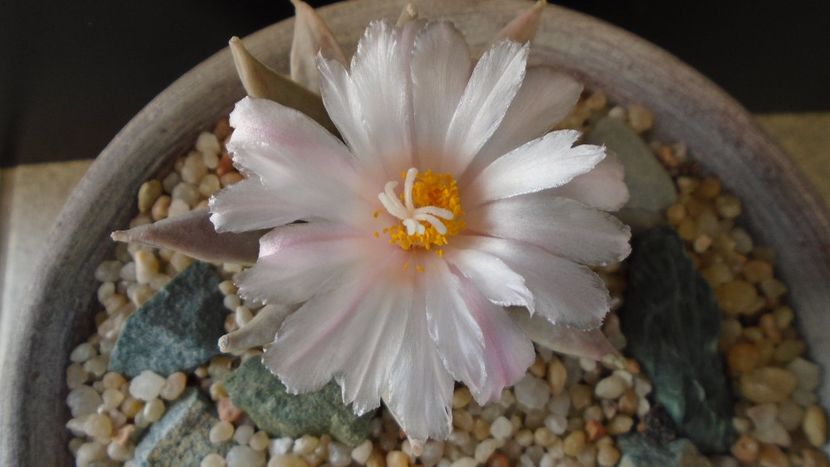 Ariocarpus retusus - Cactusi 2020 final de an