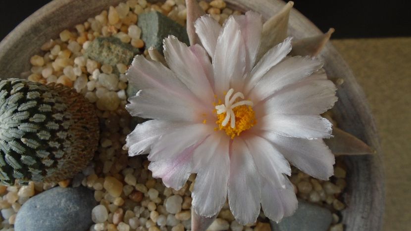 Ariocarpus retusus - Cactusi 2020 final de an