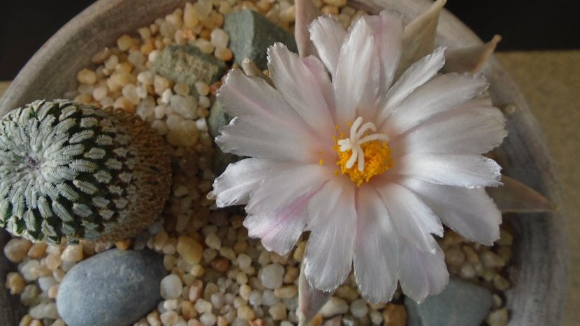 Ariocarpus retusus - Cactusi 2020 final de an