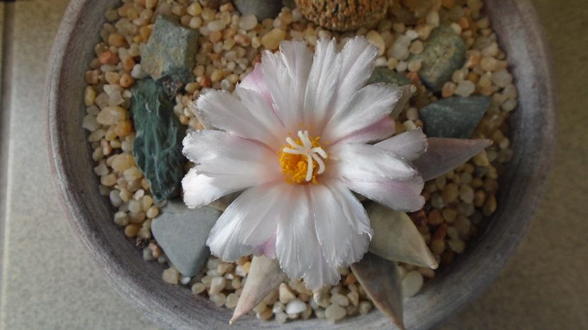 Ariocarpus retusus - Cactusi 2020 final de an