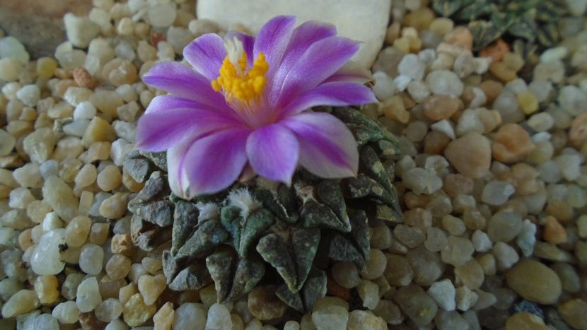 Ariocarpus kotschoubeyanus v. macdowellii - Cactusi 2020 final de an