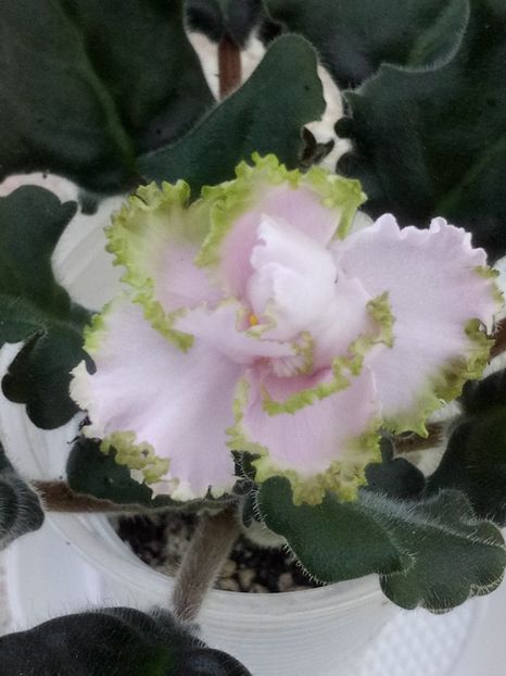 16 oct - ZZ PT Junona