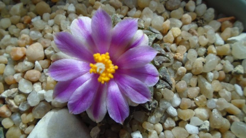 Ariocarpus kotschoubeyanus v. macdowellii - Cactusi 2020 final de an