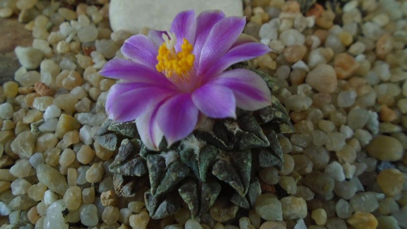 Ariocarpus kotschoubeyanus v. macdowellii - Cactusi 2020 final de an