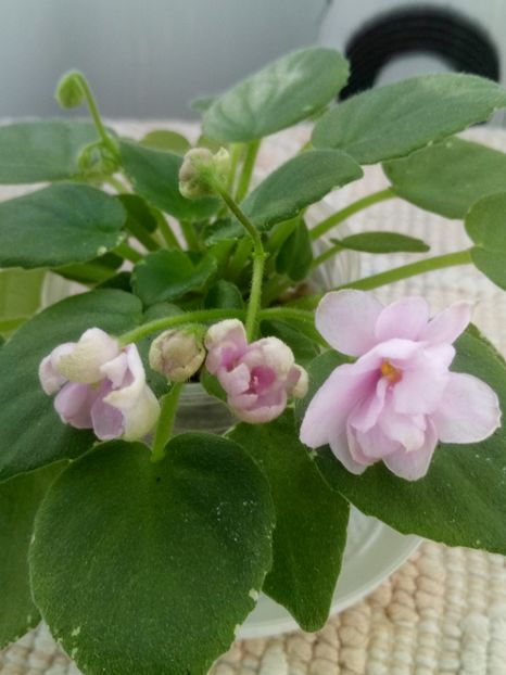 16 oct - ZZ LE Rozovyi Saliut