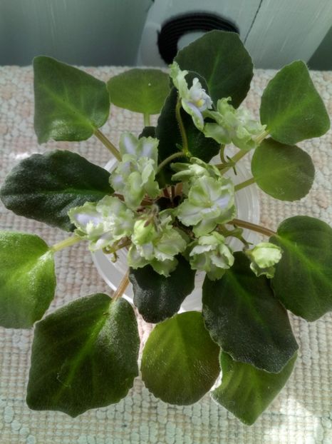 16 oct - LE Bucket Nezabudok