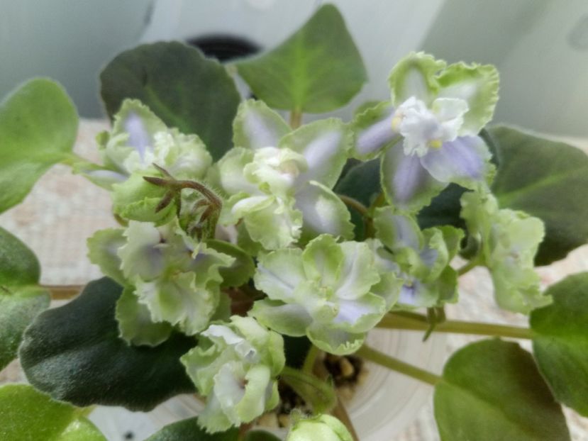 16 oct - LE Bucket Nezabudok