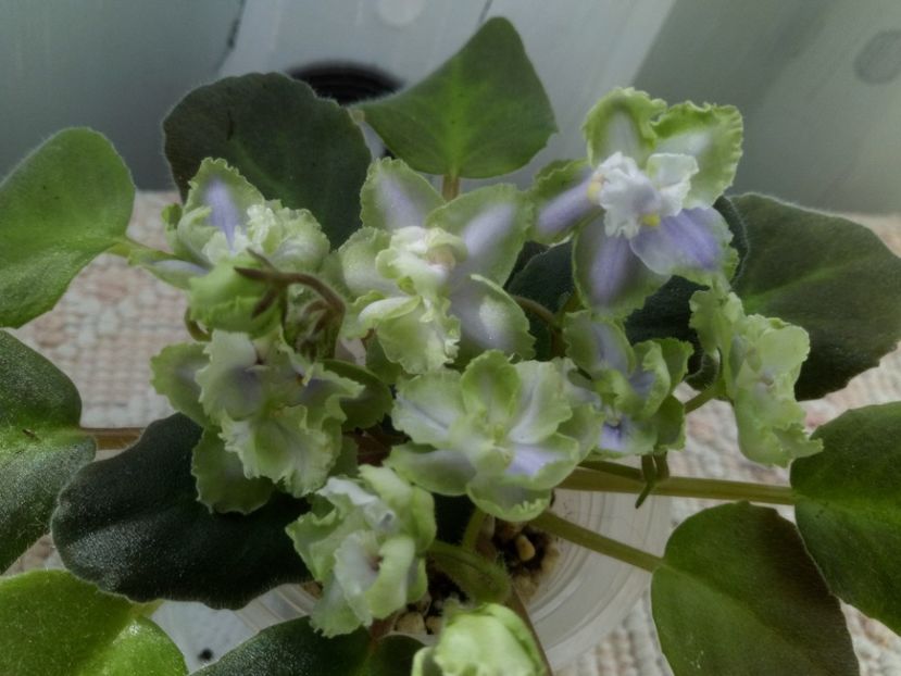 16 oct - LE Bucket Nezabudok