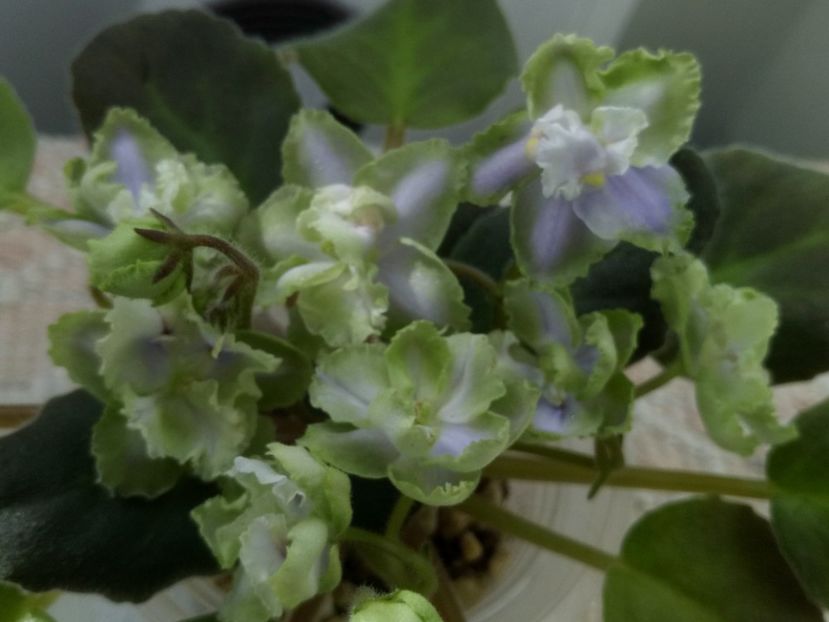 16 oct - LE Bucket Nezabudok