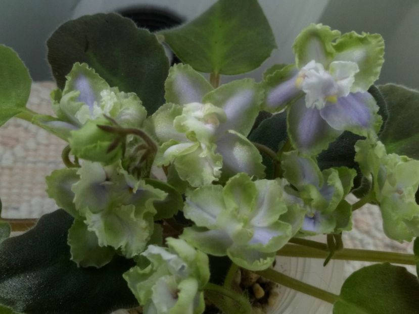 16 oct - LE Bucket Nezabudok