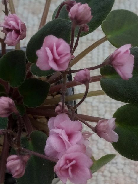 16 oct - Snuggles Delight