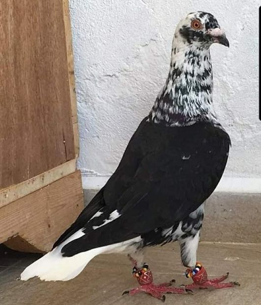  - NU AMI APARTIN 2020