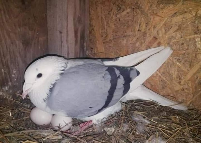  - NU AMI APARTIN 2020