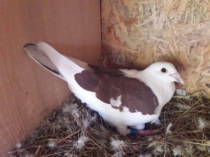  - NU AMI APARTIN 2020