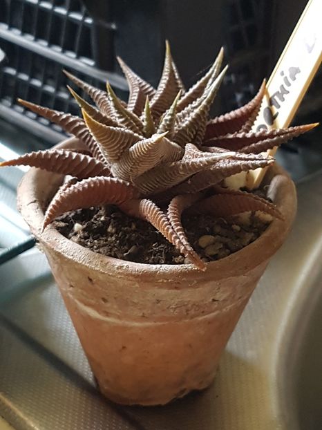 Haworthia limifolia - Haworthia