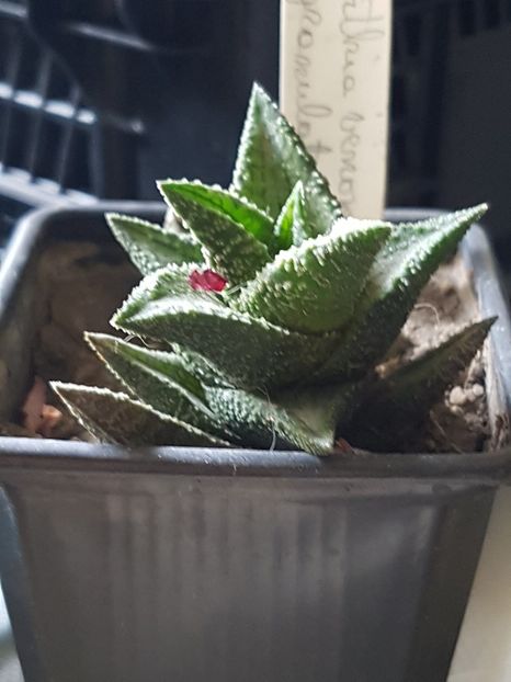 Haworthia venosa ssp granulata - Haworthia