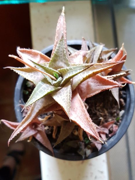 Haworhia venosa var tesselata - Haworthia