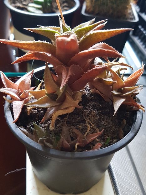 Haworthia venosa var tesselata - Haworthia