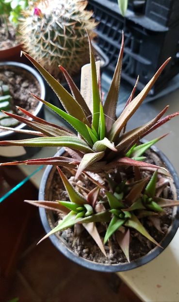 Haworhia longiana - Haworthia