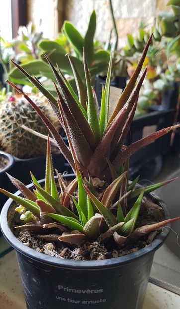 Haworthia longiana - Haworthia