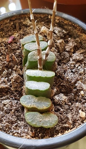 Haworthia truncata - Haworthia