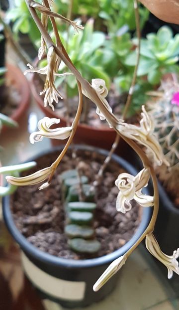 Haworthia truncata inflorita acum - Haworthia