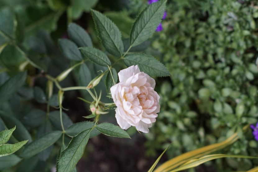  - Rosa alba cymbaefolia