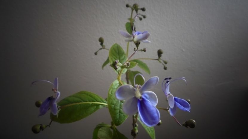 Clerodendrum ugandese... calde multumiri! - Culori 2020