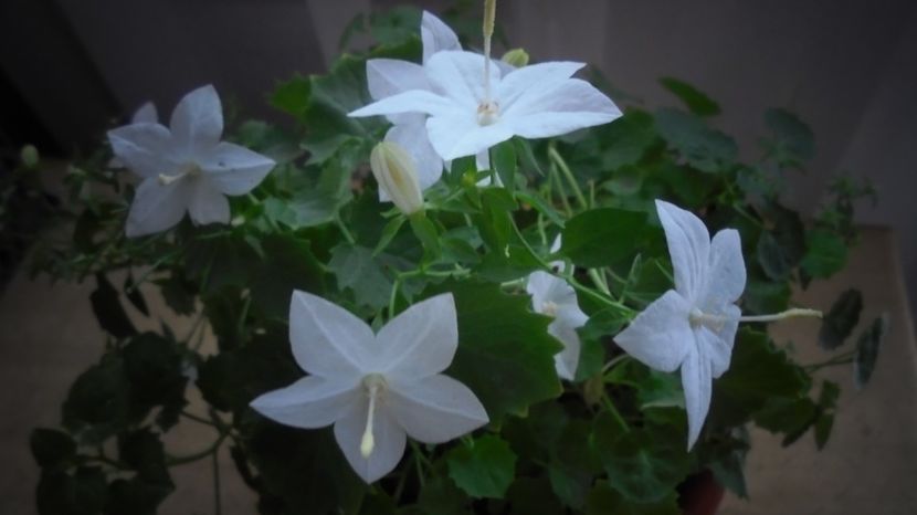 "Isophilla",neasteptat,va-mbratisez ! - Culori 2020