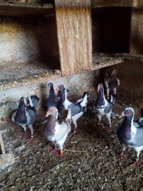 Poze eu 071 - Porumbei gaina grivi