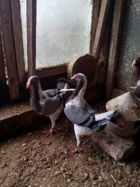 Poze eu 078 - Porumbei gaina grivi