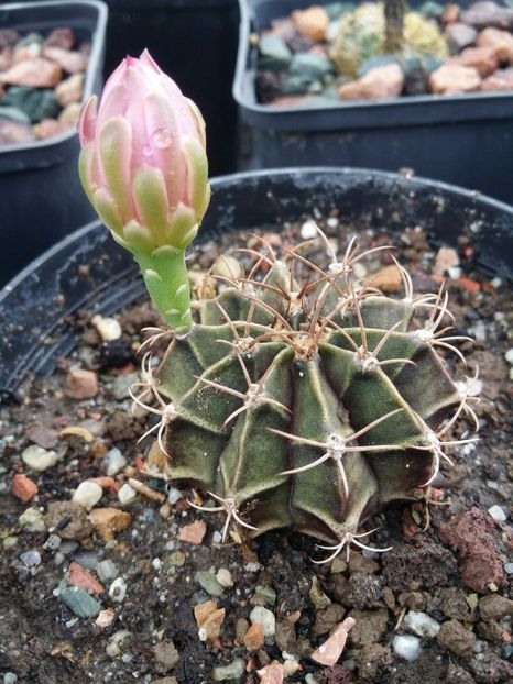  - cactusi 2020