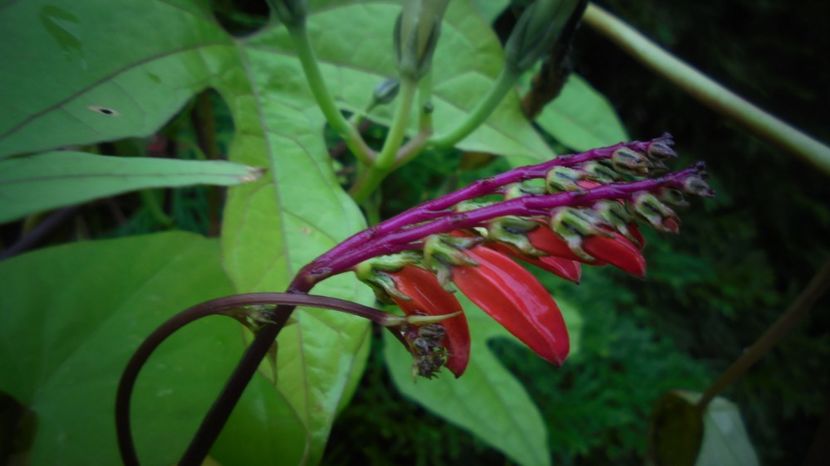 Ipomoea lobata,mult intarziata... - Culori 2020