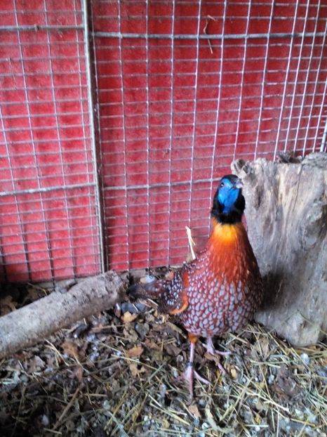 Poze eu 061 - Fazani Tragopan